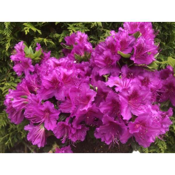 Azalea japonica'Konigstein' 