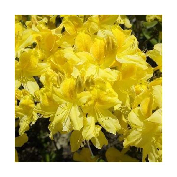 Azalea knaphill'Anneke' 