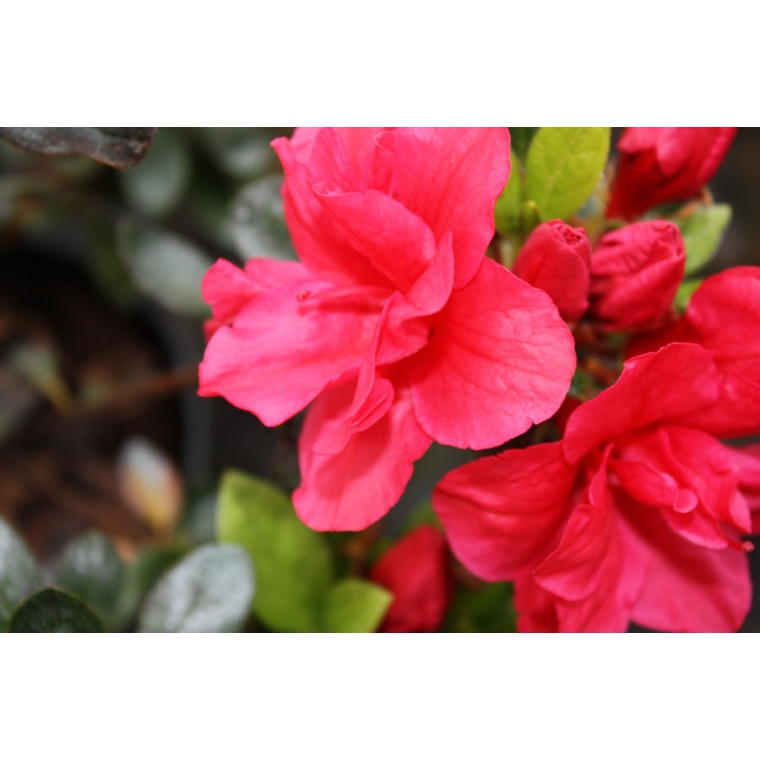 Azalea japonica'Florida' 
