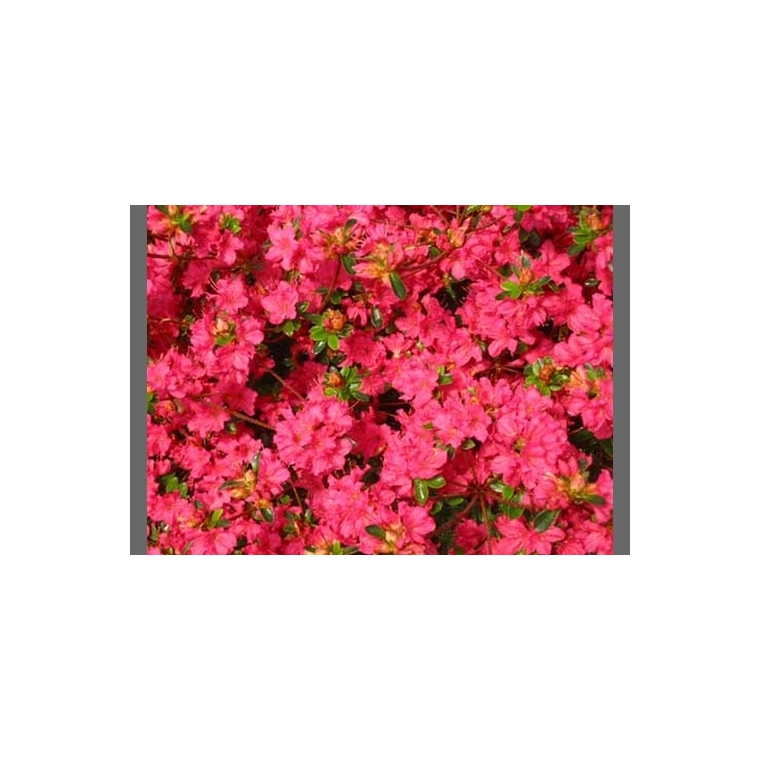 Azalea japonica'Moederkensdag' 