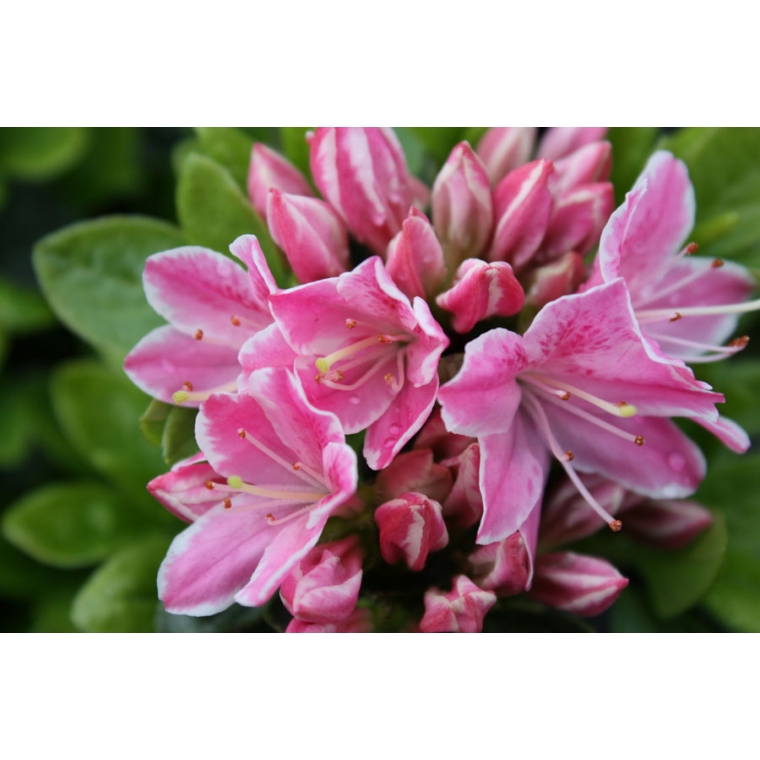 Azalea japonica'Kermesina' 