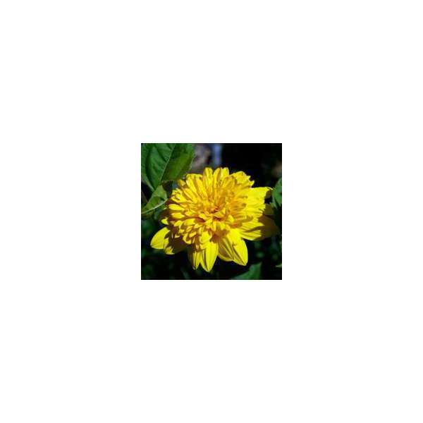 Helianthus decapetalus'Sunshine Daydream'