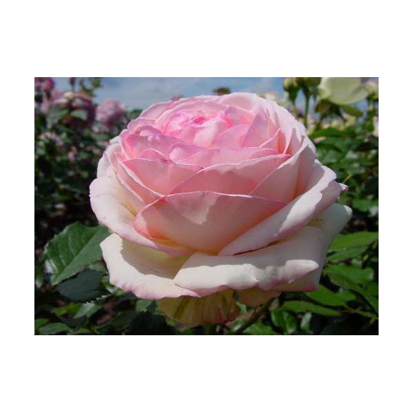 Rosa'Eden Rose'