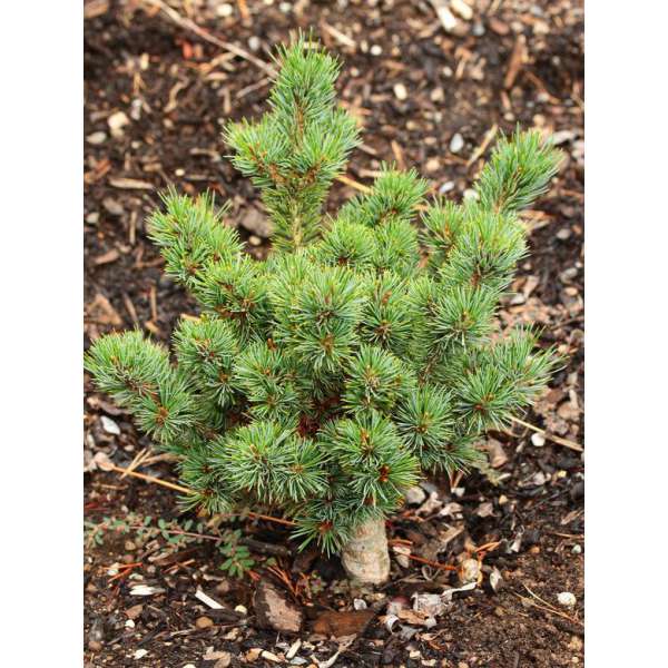 Pinus parviflora'Catharina Elizabeth' 