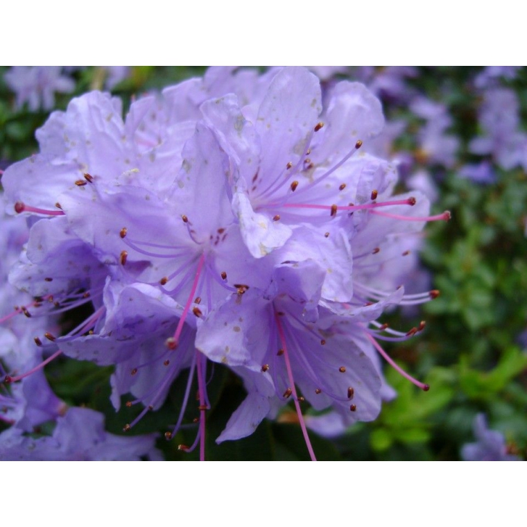 Rhododendron'Blue Silver' 