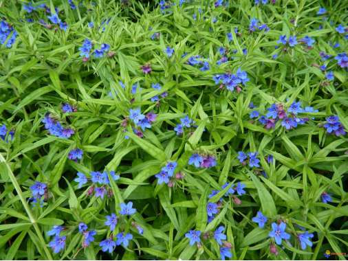 Buglossoides purpurocaerulea