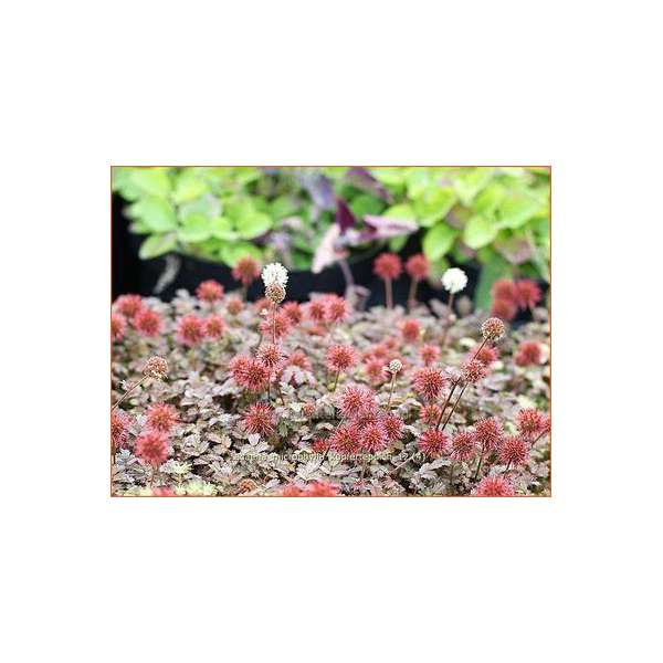 Acaena microphylla'Küpferteppich' 