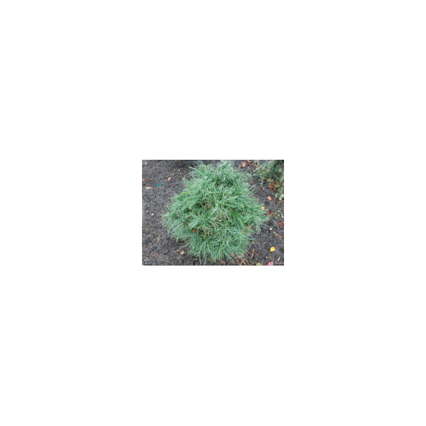 Pinus strobus'Squigels' 