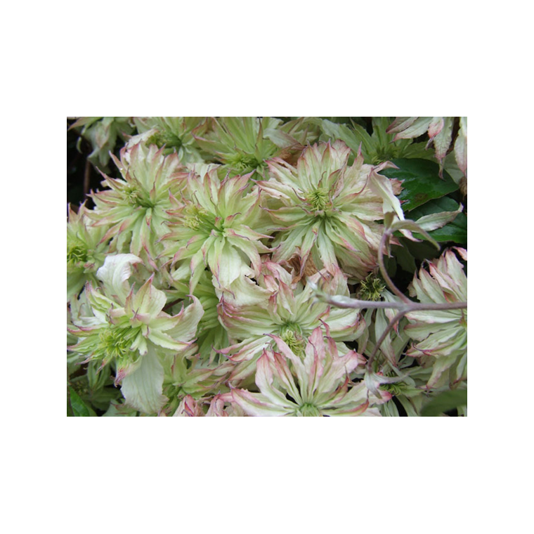Clematis'Jenny Keay' 