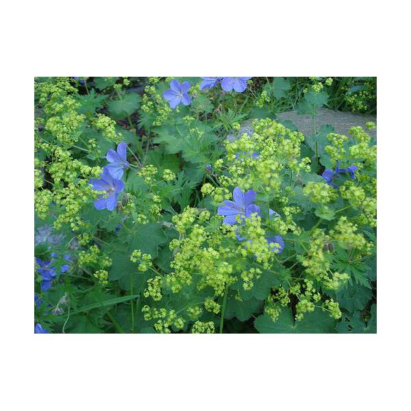 Alchemilla mollis 