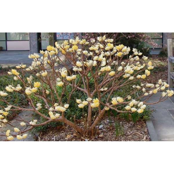 Edgeworthia chrysantha 