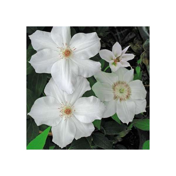 Clematis'Fuyu no Tabi' 