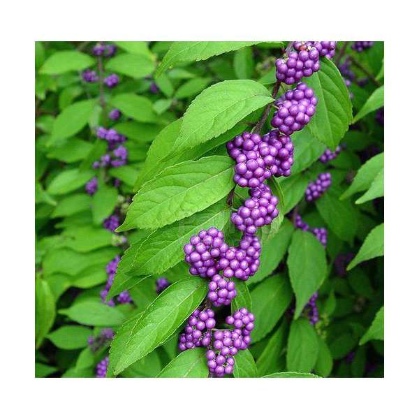 Callicarpa bodinieri'Profusion' 
