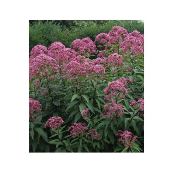 Eupatorium maculatum'Phantom'
