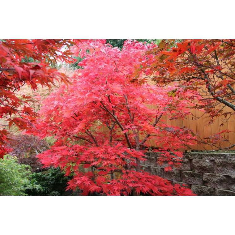 Acer palmatum'Chitoseyama' 