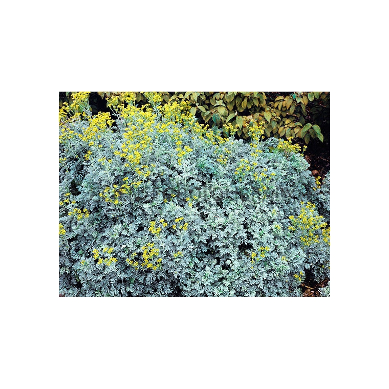 Ruta graveolens'Jackman's Blue'