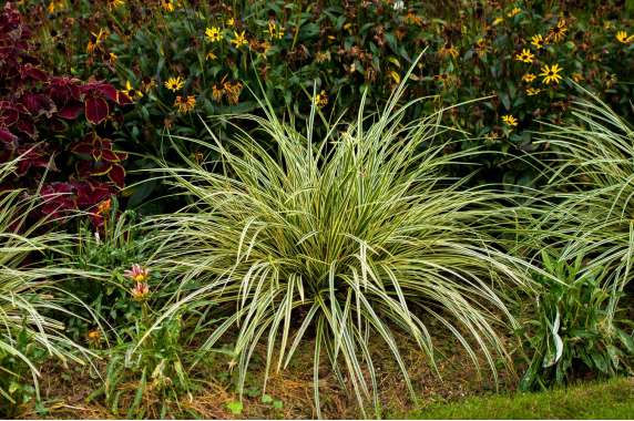 Carex morrowii'Goldband'