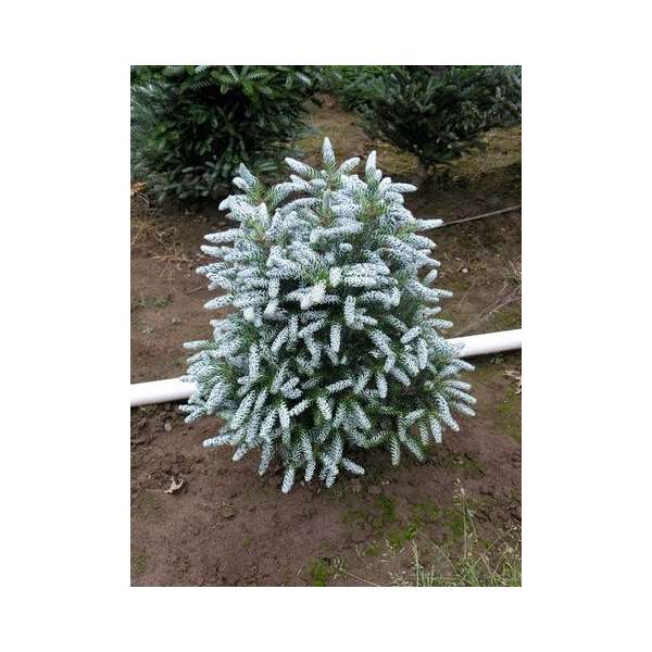 Abies koreana'Silver Star' 