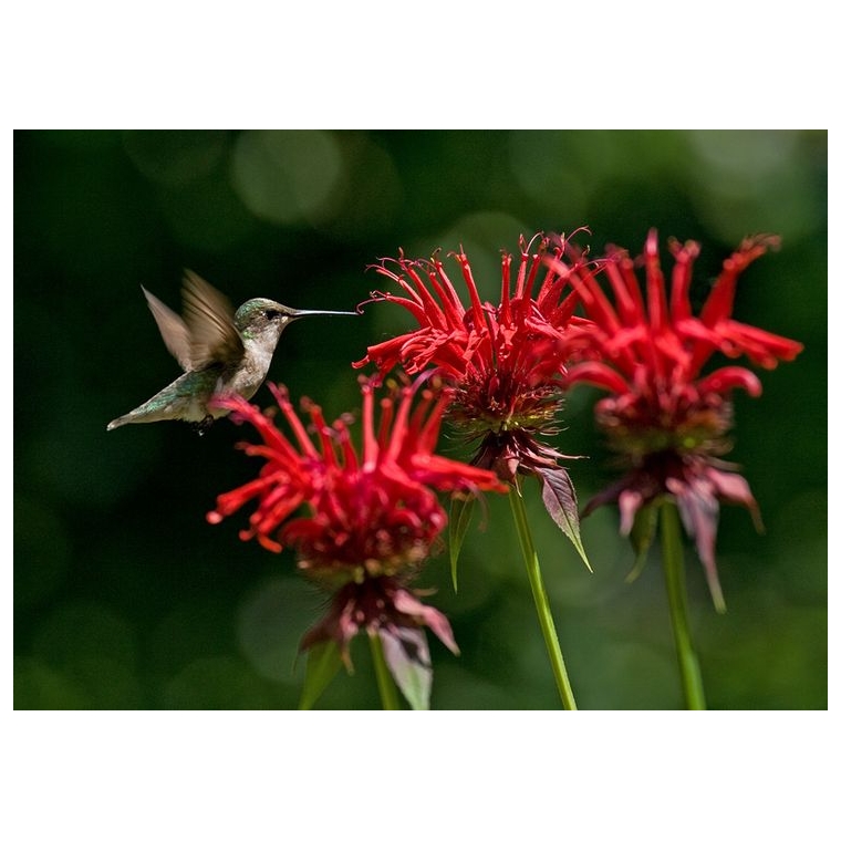 Monarda'Jacob Cline'