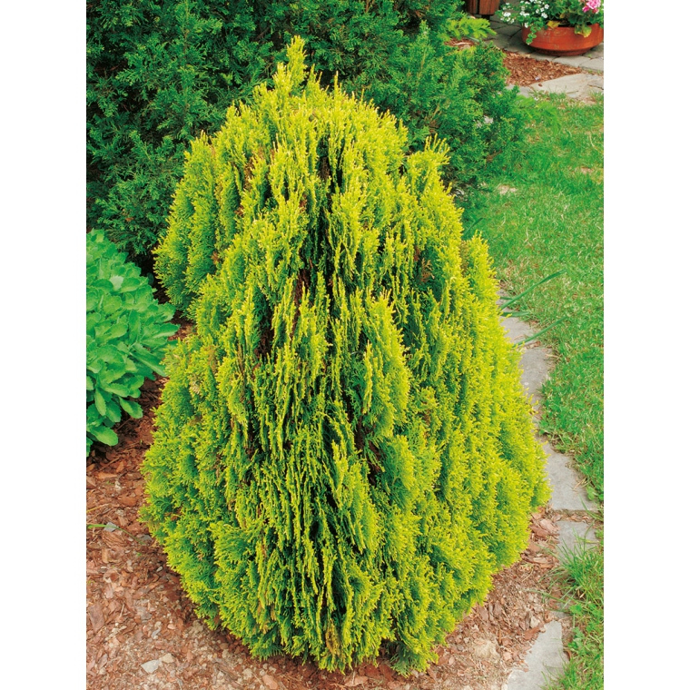 Thuja orientalis'Aurea Nana' 