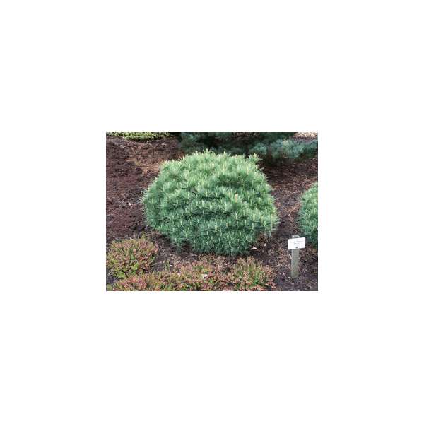 Pinus strobus'Minima' 