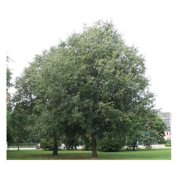 Celtis australis 