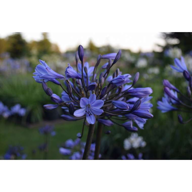 Agapanthus'Bandung' 