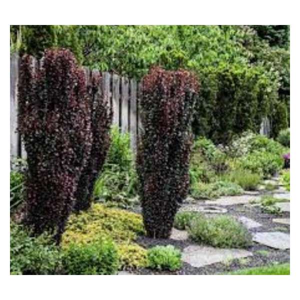 Berberis thunbergii'Helmond Pillar' 