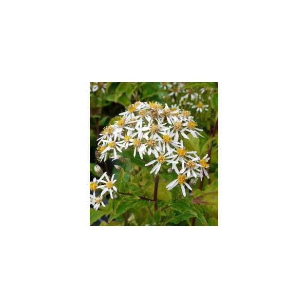 Aster macrophyllus'Albus'