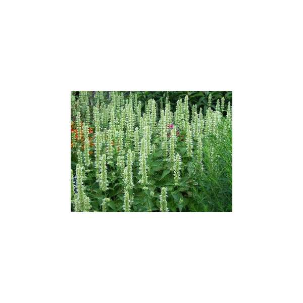 Agastache rugosa'Alabaster' 