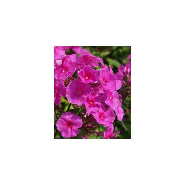 Phlox amplifolia'Winnetou'