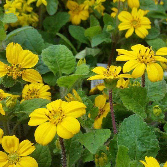 Chrysogonum virginianum'Andre Viette'