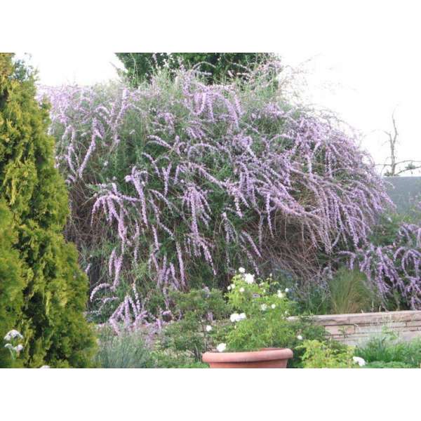 Buddleja alternifolia'Argentea' 