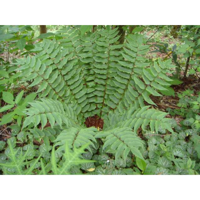 Cyrtomium fortunei clivicola