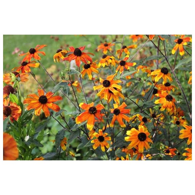 Rudbeckia triloba'Prarie Glow'