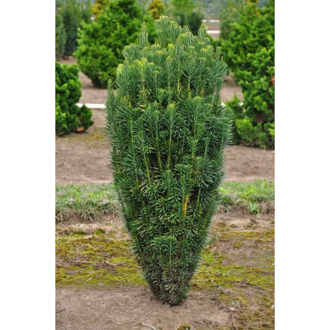 Cephalotaxus harringthonia'Fastigiata' 