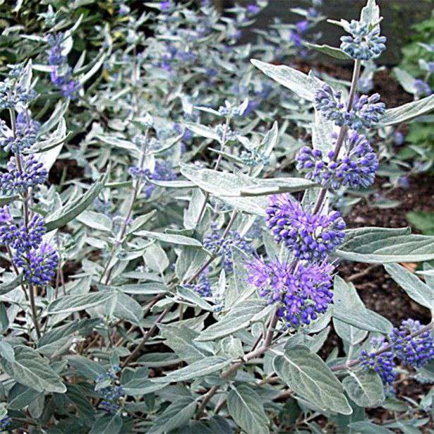 Caryopteris clandonensis'Sterling Silver' 