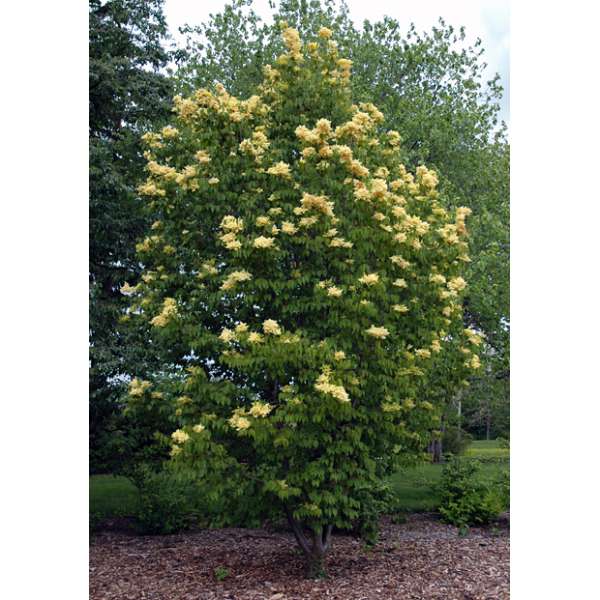 Syringa pekinensis'Zhang Zhiming' 