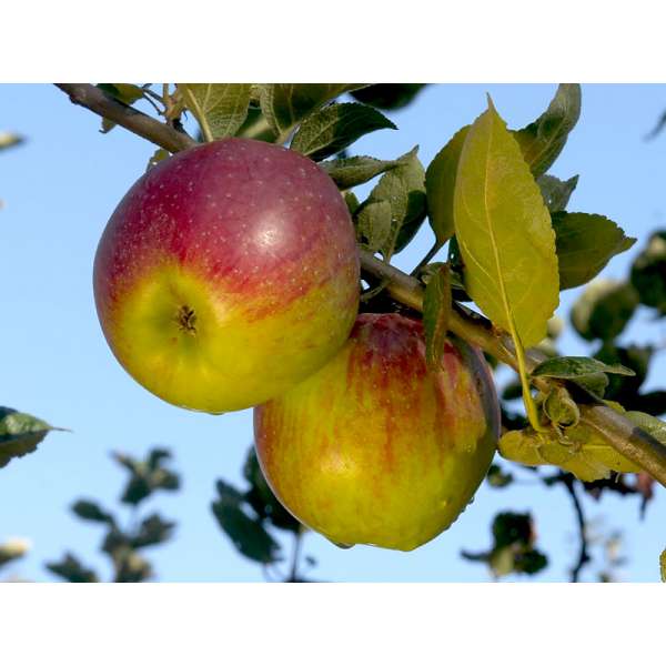 Appel'Belle-fleur Larche Mouche' 