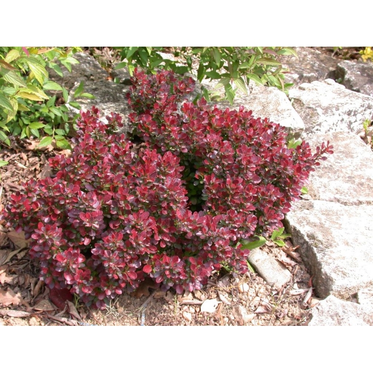 Berberis thunbergii'Atropurpurea Nana' 