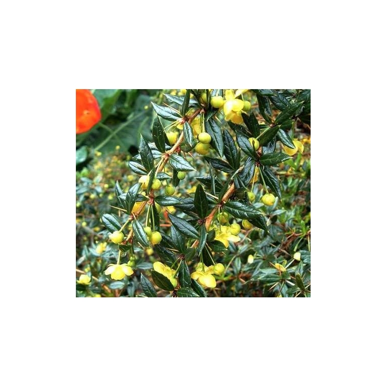 Berberis frikartii'Telstar' 