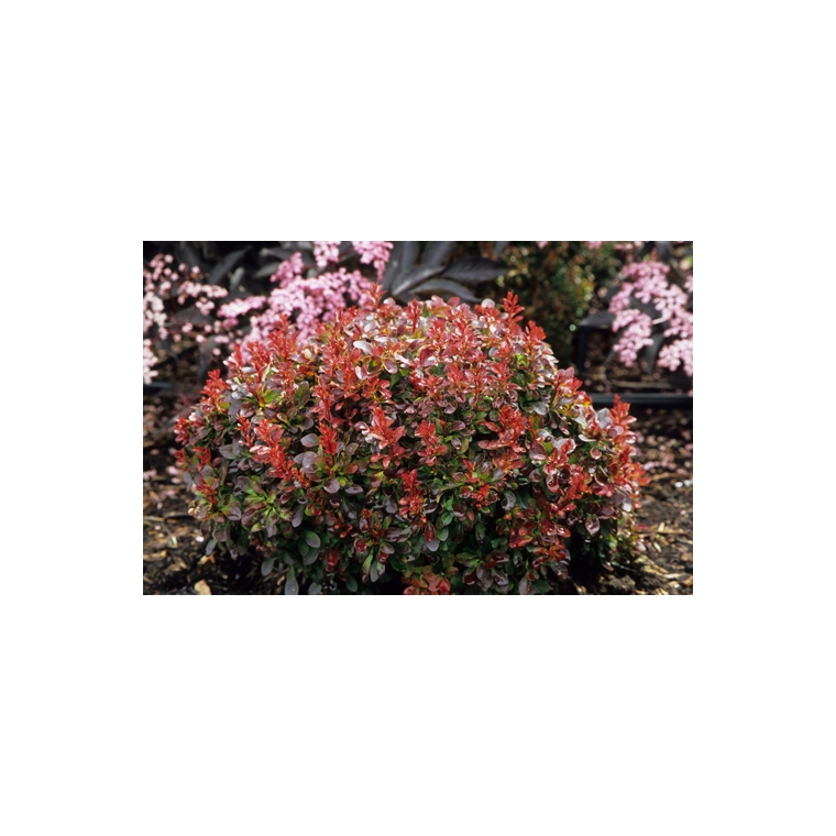 Berberis thunbergii'Bagatelle' 