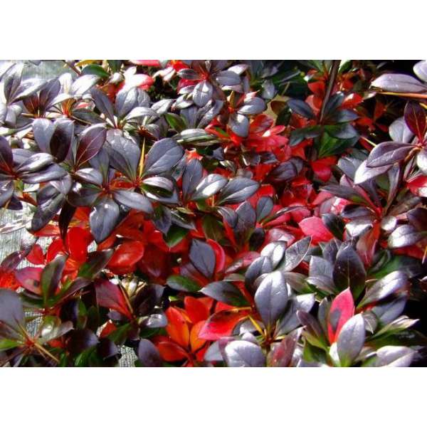 Berberis media'Red Juwel' 