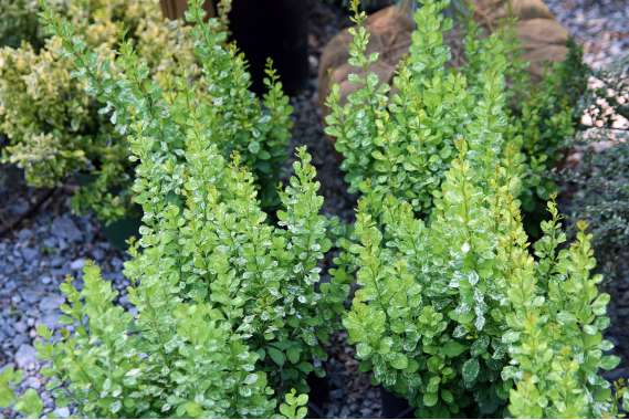 Berberis thunbergii'Powpow' 