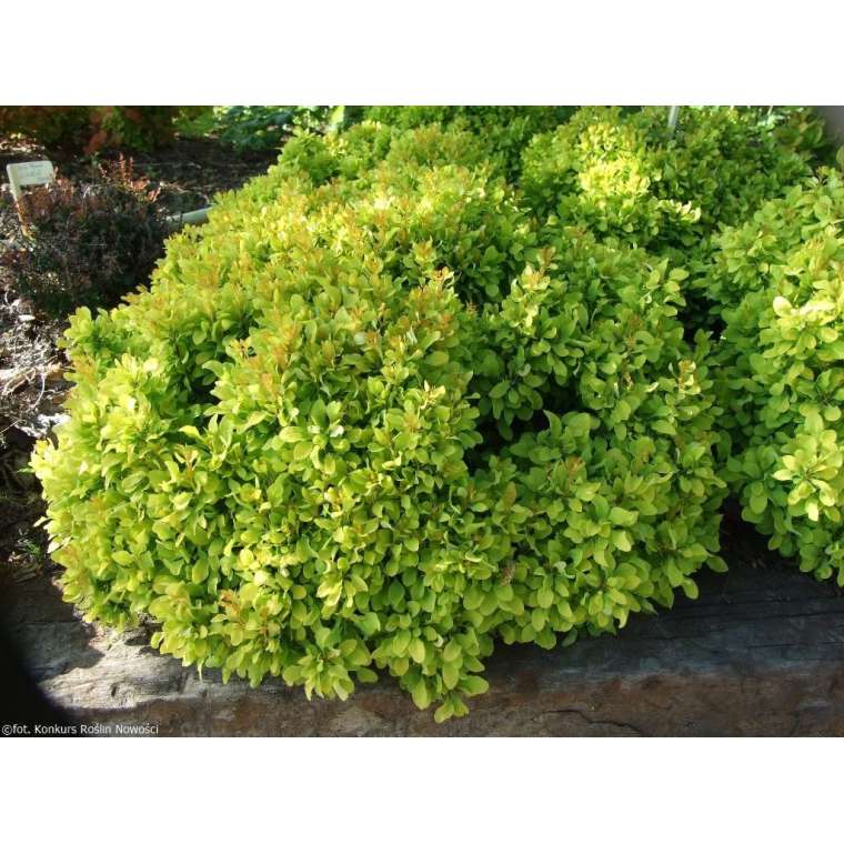 Berberis thunbergii'Lime Star' 