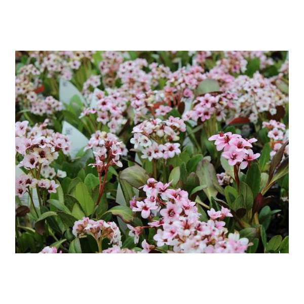 Bergenia'Drangonfly Angel Kiss'