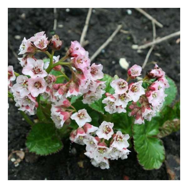 Bergenia'Cyanea'