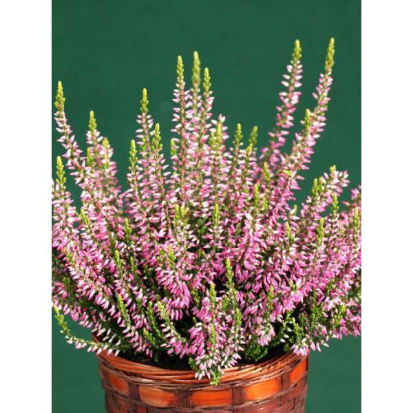 Calluna vulgaris'Amethyst' 
