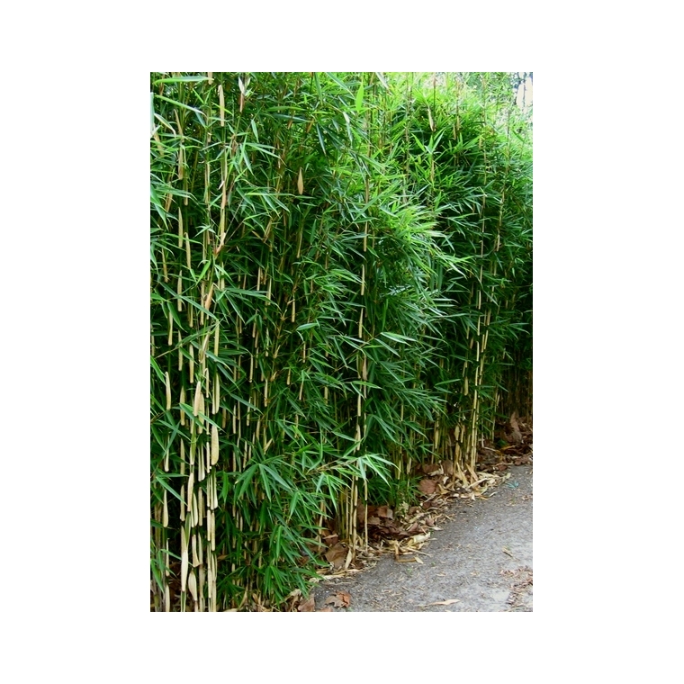 Fargesia robusta'Wolong' 