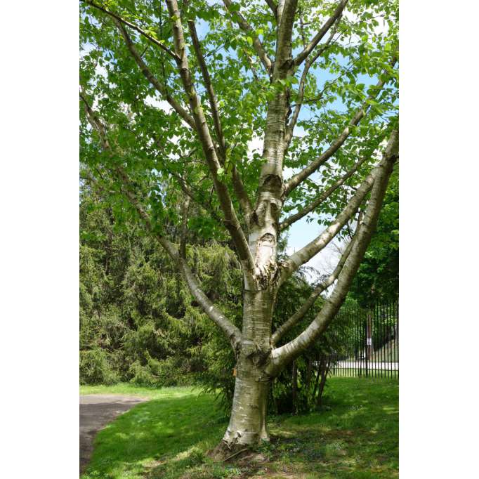 Betula maximowicziana 